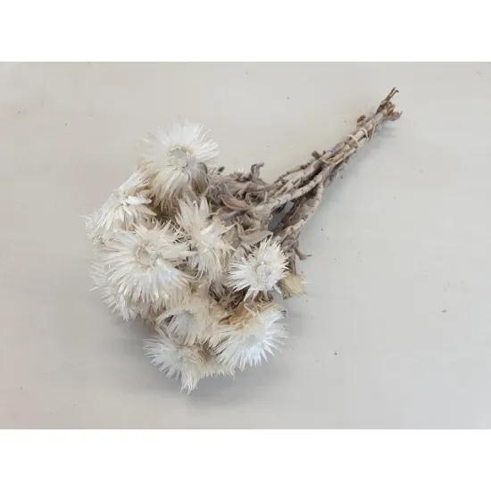 Capblumen large 30cm natural  +/-50gr