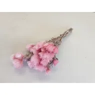 Capblumen large 30cm rose  +/-50gr