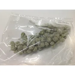 Casurina sur tige antique olive wax 110gr