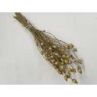 Centaurea solstitialis naturel