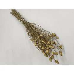 Centaurea solstitialis naturel