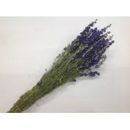 Delphinium blauw naturel