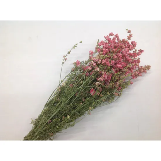 Delphinium roze naturel