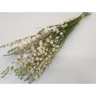Delphinium blanc naturel