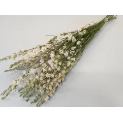 Delphinium white natural