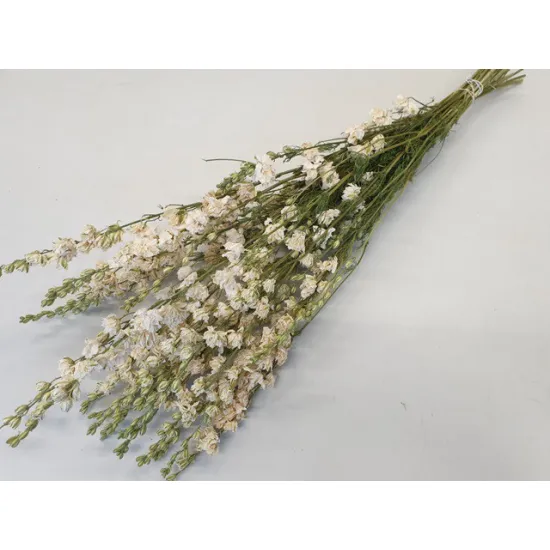 Delphinium white natural