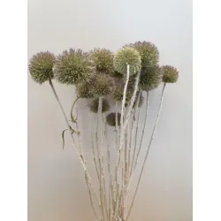Echinops wild natural 50cm