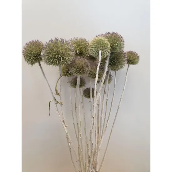 Echinops wild naturel 50cm