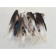 Plumes de canard naturel 50pcs