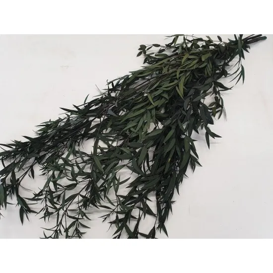 Eucalyptus nicolli preserved green +/-200gr