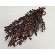 Eucalyptus parvifolia stabilise bordeaux +/-150gr