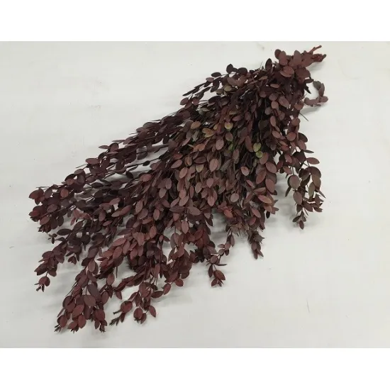 Eucalyptus parvifolia preserved bordeaux +/-150gr