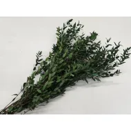 Eucalyptus parvifolia stabilise vert +/-150gr