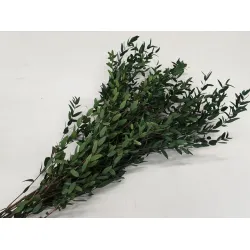 Eucalyptus parvifolia stabilise vert +/-150gr