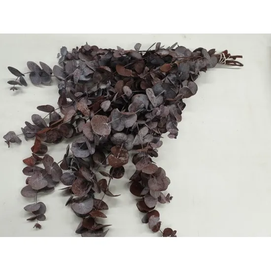 Eucalyptus spiralus preserved bordeaux 250gr