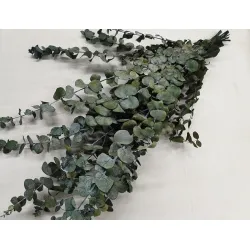 Eucalyptus spiralus stabilise vert +/-250gr