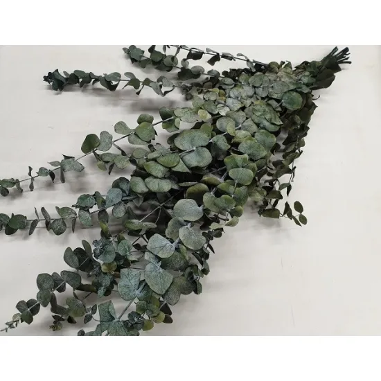 Eucalyptus spiralus geconserveerd groen +/-250gr