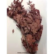 Oak preserved (stabilized) bordeaux