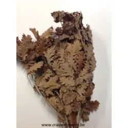 Chene stabilise marron