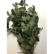 Chene stabilise vert