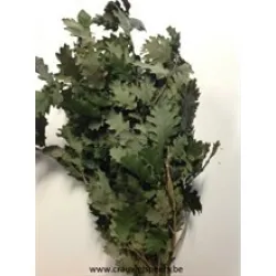 Chene stabilise vert