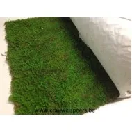 Preserved moss green on roll 50cmx300cm 1pc