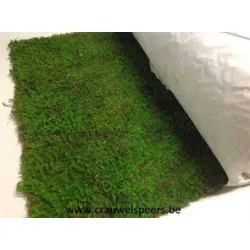 Preserved moss green on roll 50cmx300cm 1pc