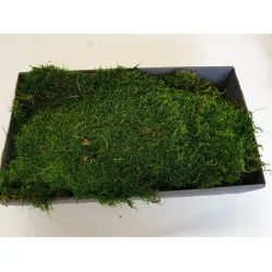 Mousse stabilisee vert +/-500gr - 1ier qualité