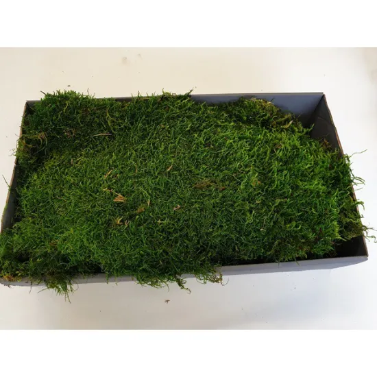 Preserved moss green +/-500gr – first choice