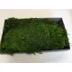 Preserved moss green +/-500gr – first choice