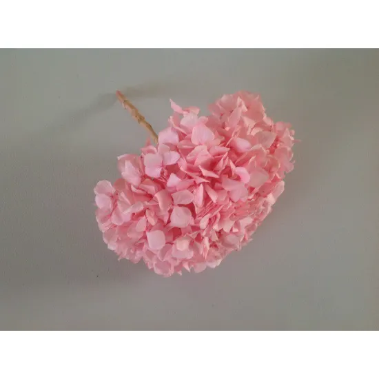 Geconserveerde hortensia (hydrangea) lichtroos +/-15cm