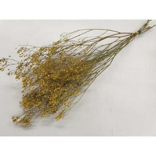 Gypsophila jaune 5pcs