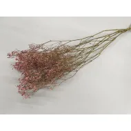 Gypsophila pink 5pcs