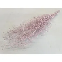 Gypsophila wild lichtroze