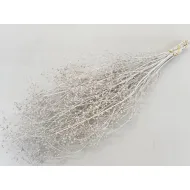 Gypsophila wild blanc