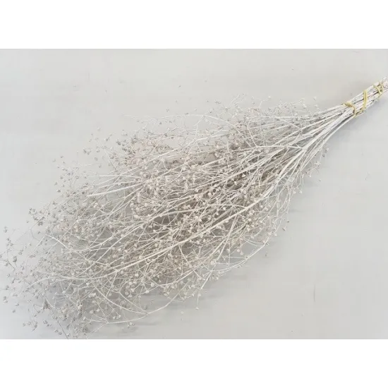 Gypsophila wild wit