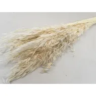 Avoine blanchi +/-100gr