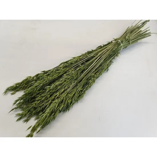 Avoine vert