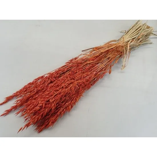 Avoine orange