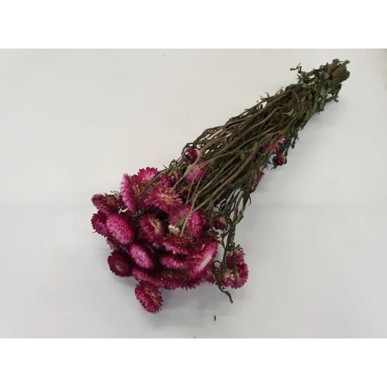 Helichrysum rose fonce