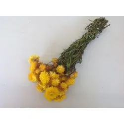 Helichrysum geel
