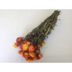 Helichrysum oranje