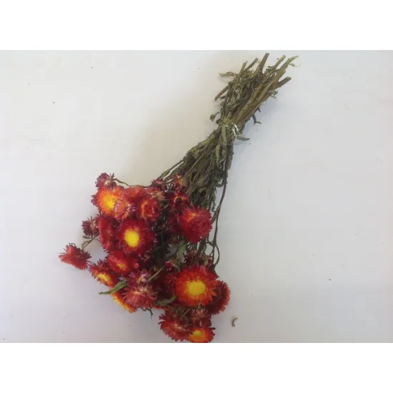 Helichrysum rood