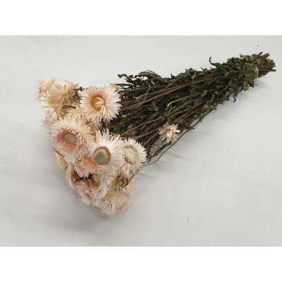 Helichrysum blanc