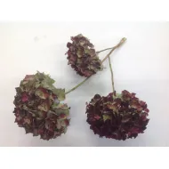 Hortensia naturel 3pcs