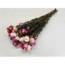 Helichrysum lichtroze