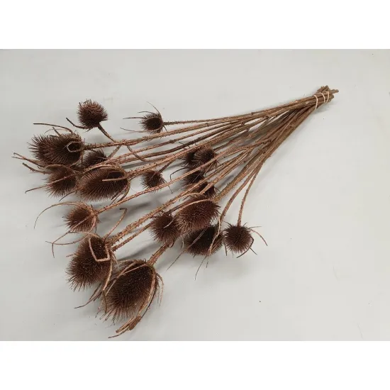 Cardoon thistle copper