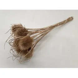 Cardone naturel 10pcs