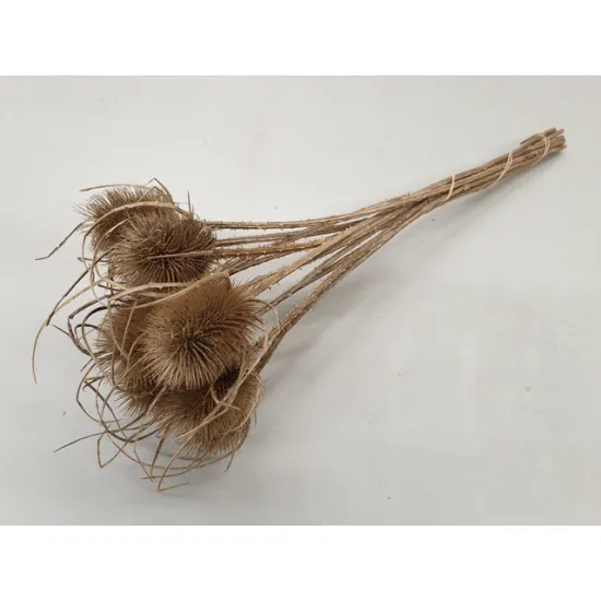 Cardone naturel 10pcs