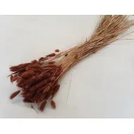 Lagurus ovatus marron +/-100gr